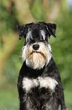 SCHNAUZER NAIN 070